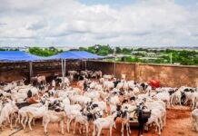 Eid-el-Kabir: Olajide ‘Odidiomo’ Supports Oyo South Constituents with Rams, Bags of Rice, Cash