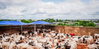 Eid-el-Kabir: Olajide ‘Odidiomo’ Supports Oyo South Constituents with Rams, Bags of Rice, Cash